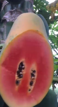 哈爾濱樹上熟紅心木瓜代理批發圖片