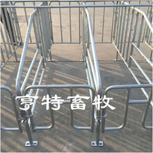 供应重庆巫山母猪定位栏加厚国标母猪产床仔猪保育床养猪设备