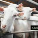 標(biāo)準(zhǔn)化羊奶粉代加工廠家