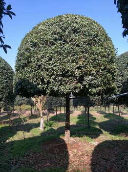 衢州高杆桂花基地批发