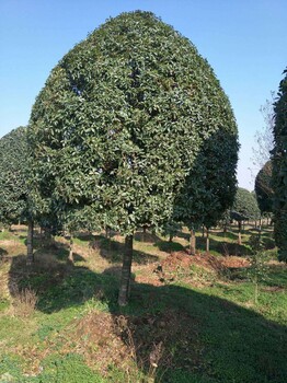 台州高杆桂花种植基地