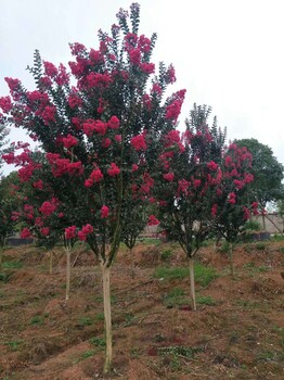 衢州天鹅绒紫薇基地