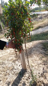 貴陽枸杞樹種植
