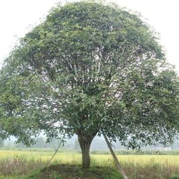 滁州桂花種植基地