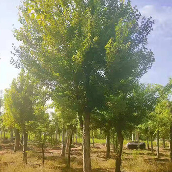 天水三角枫基地