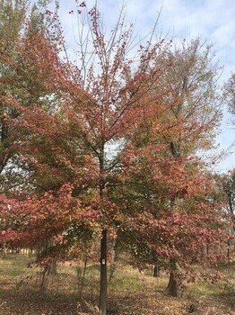 山西三角枫种植基地