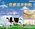 河北廠家銷售羔羊奶粉犢牛奶粉防腹瀉優質奶粉營養前面