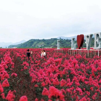 打造花田花海，选择丽娜天鹅绒紫薇小苗、杯苗