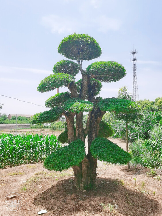 邢台造型对节白蜡盆景树