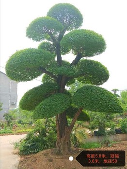 北京造型对节白蜡种植基地