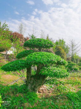 莱芜造型对节白蜡盆景树