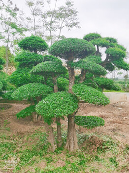 濰坊對節(jié)白蠟種植