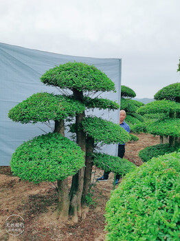 唐山对节白蜡价格