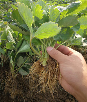 財(cái)寶草莓苗繁育基地財(cái)寶草莓苗2019年價(jià)格