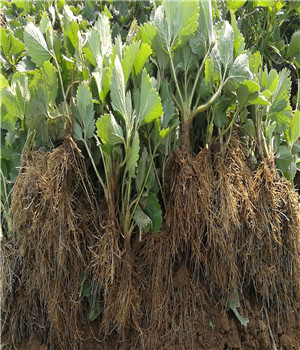 財(cái)寶草莓苗繁育基地財(cái)寶草莓苗2019年價(jià)格