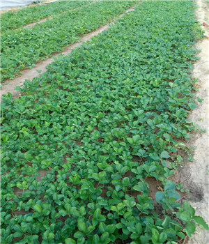 財(cái)寶草莓苗繁育基地財(cái)寶草莓苗2019年價(jià)格