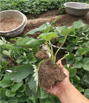紅星草莓苗管理技術(shù)品種介紹紅星草莓苗管理技術(shù)品種介紹