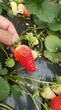 隋珠草莓苗产地、隋珠草莓苗报价图片