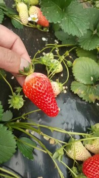 贵妃草莓苗品种、贵妃草莓苗产地