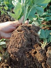 红颜草莓苗报价、红颜草莓苗报价图片