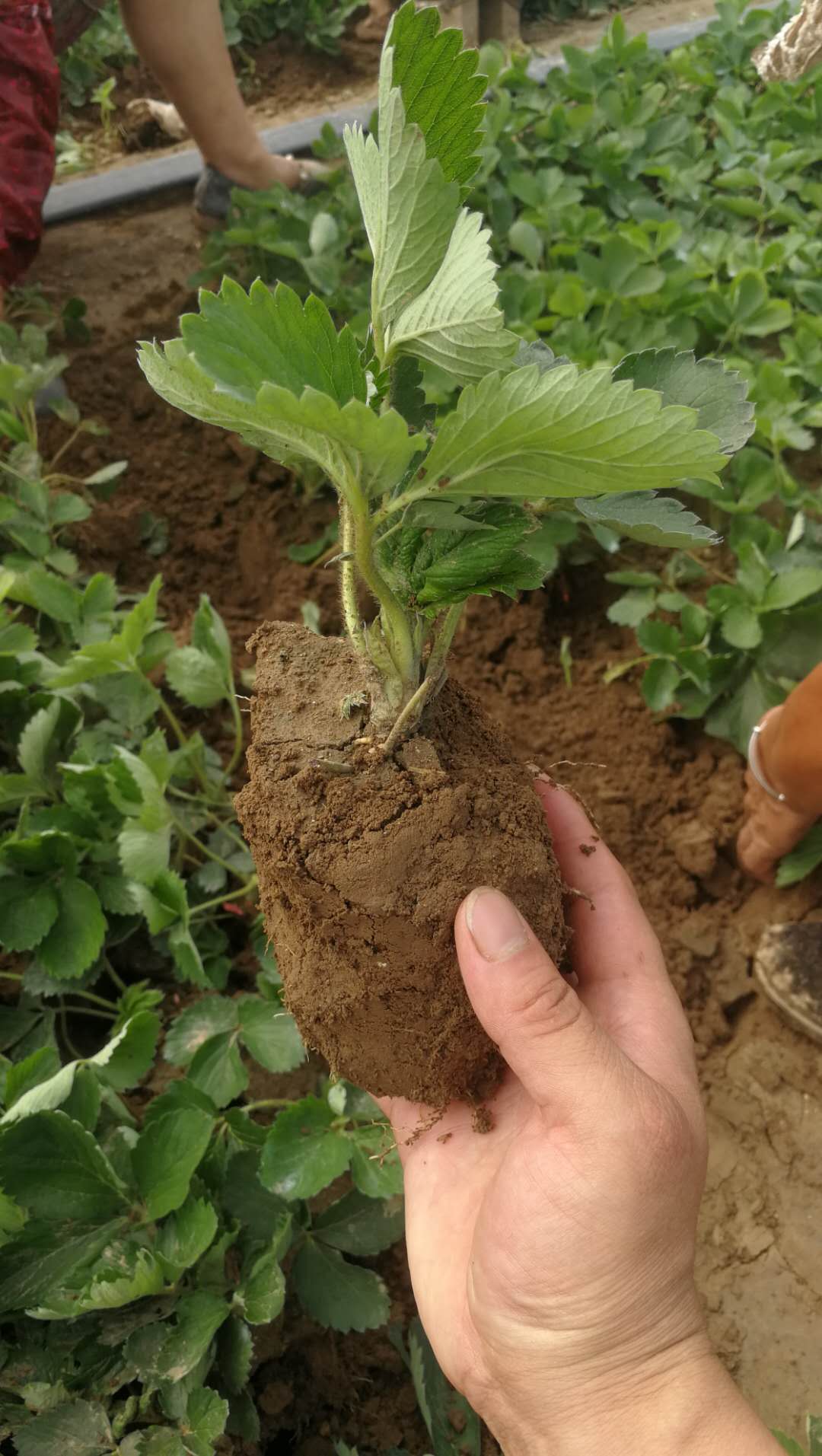 蒙特瑞草莓苗基地蒙特瑞草莓苗品种