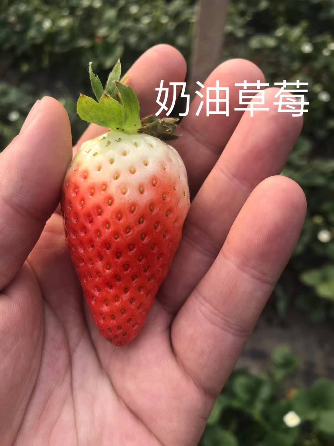 雪里香草莓苗品种雪里香草莓苗批发