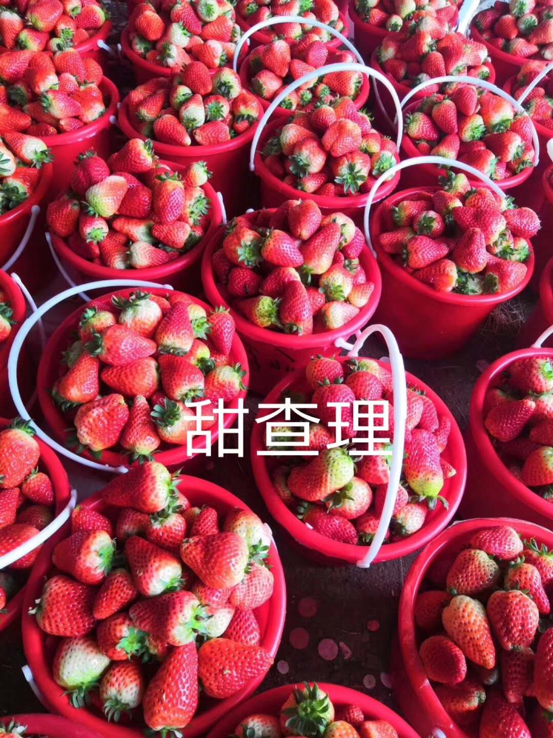 圣诞红草莓苗品种圣诞红草莓苗产地