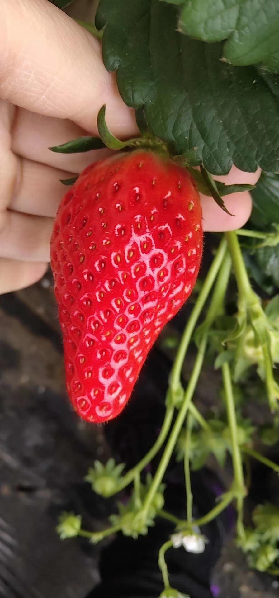 甜宝草莓苗基地甜宝草莓苗产地