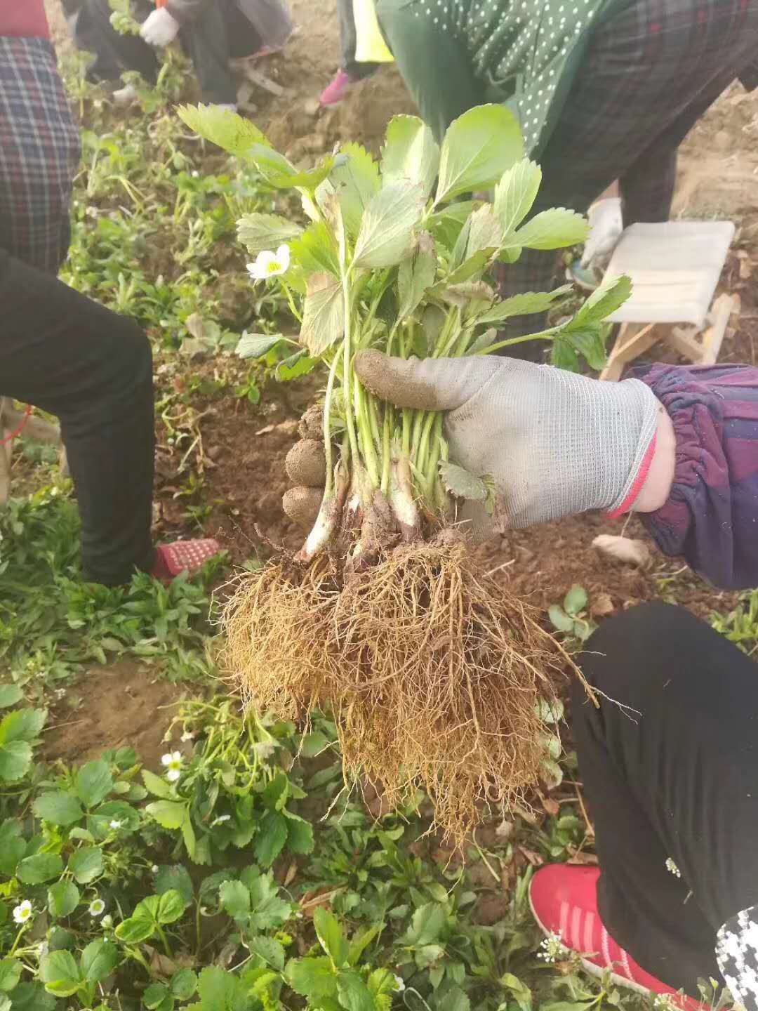 香蕉草莓苗批发香蕉草莓苗基地