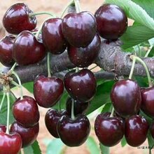 砂蜜豆樱桃苗供应商、砂蜜豆樱桃苗品种图片