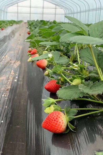 草莓苗种苗主产区价格、草莓苗种苗基地卖价