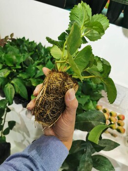 蒙特瑞草莓苗管理技术、甜宝草莓苗栽种时间