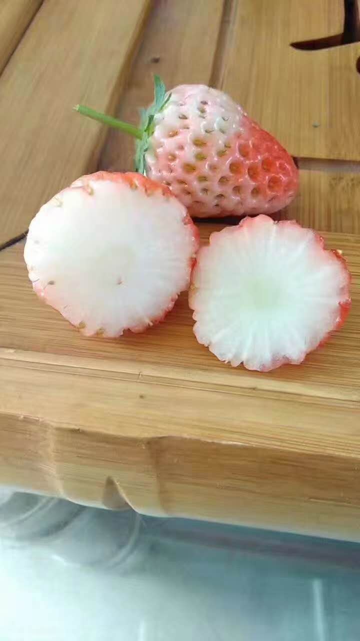 甜宝草莓苗基地批发价、白雪草莓苗种植技术