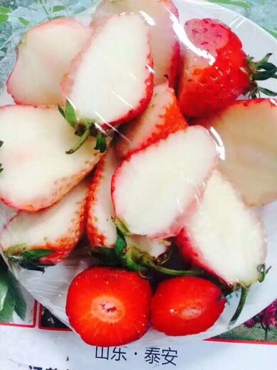 章姬草莓苗基地批发价、白雪公主草莓苗主产区价格