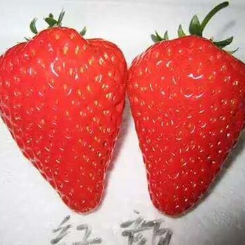 红颜草莓苗亩产量高、白雪公主草莓苗一亩苗价格