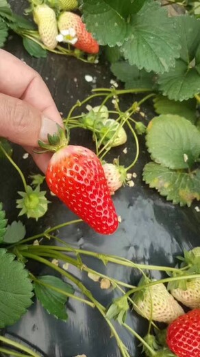 露天草莓苗一亩苗价格、妙香草莓苗基地卖价
