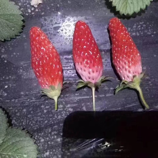 露天草莓苗本地卖苗价格、章姬草莓苗栽种时间