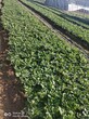 草莓苗成苗主产区价格、草莓苗成苗品种