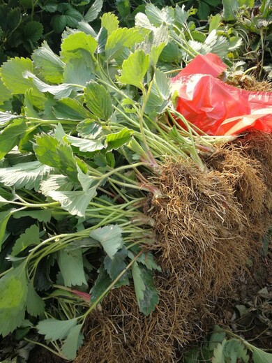 大棚草莓苗基地批发价、章姬草莓苗种植技术