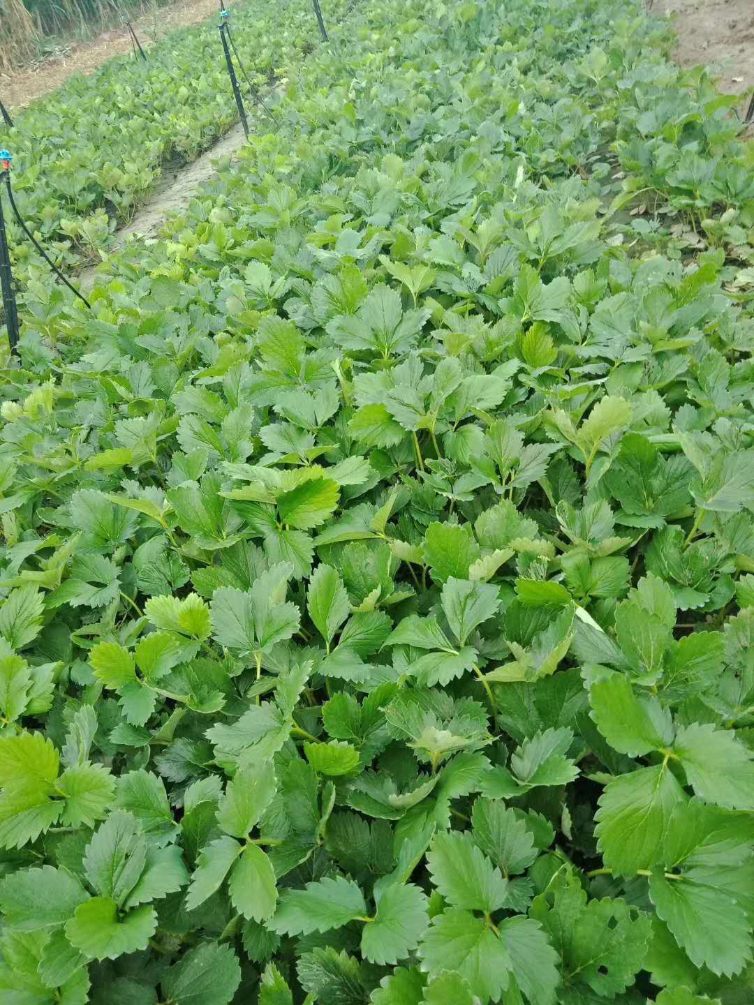甜宝草莓苗亩产量高、白雪草莓苗种植技术