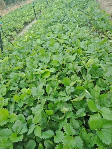 甜宝草莓苗基地批发价、白雪公主草莓苗种植技术