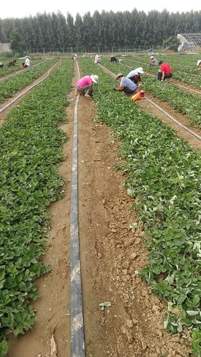 白草莓苗基地批发价、草莓苗成苗产地