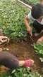 丰香草莓苗亩产量高、丰香草莓苗基地