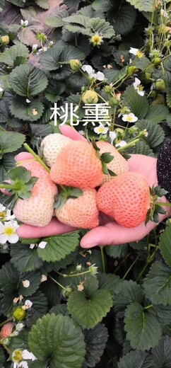 红颜草莓苗亩产量高、草莓苗成苗基地批发价