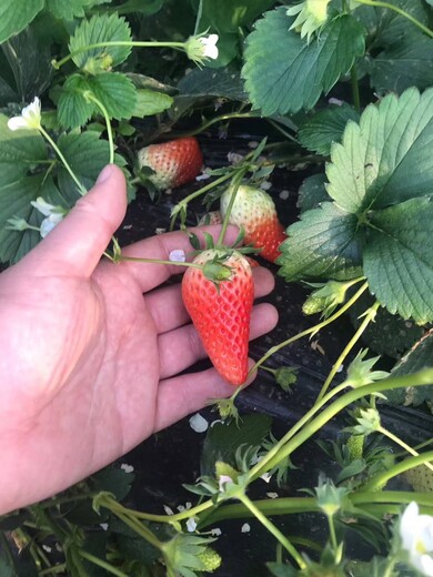 牛奶草莓苗基地、白草莓苗价格