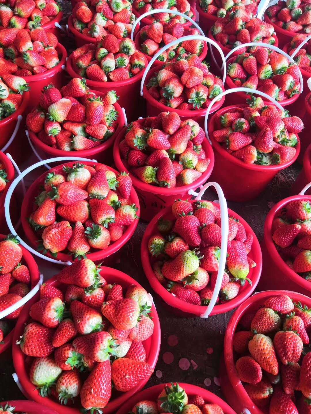 草莓苗成苗一亩苗价格、妙香草莓苗一亩苗价格