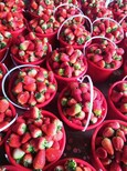 白草莓苗基地批发价、章姬草莓苗一亩苗价格图片2