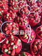 小白草莓苗价格、红颜草莓苗产地图片