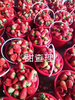 蒙特瑞草莓苗价格、草莓苗种苗栽种时间