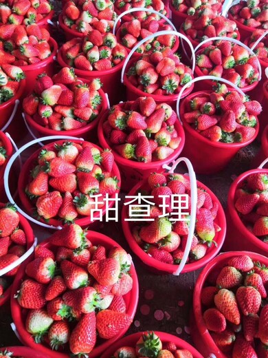 丰香草莓苗一亩苗价格、甜宝草莓苗基地